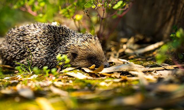 Igel